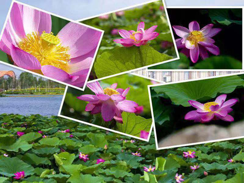 zoty中欧体育·(中国集团)官方网站